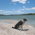 My dog Floss on the beach at Batley.